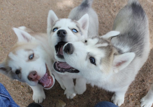 Search result — three husky puppies looking up