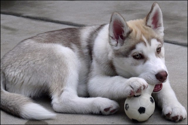 Result — husky puppy with a soccer ball